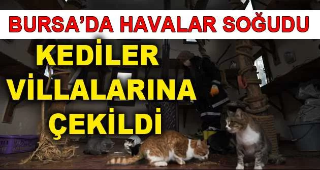 Bursa’da havalar soğudu, kediler villalarına çekildi
