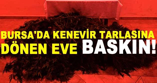 Bursa'da kenevir tarlasına dönen eve baskın