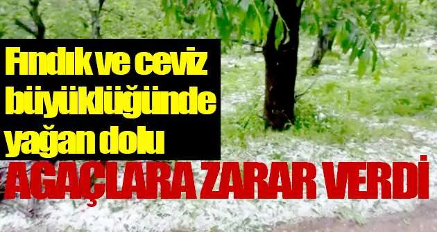 Bursa'da kestane ağaçları doludan zarar gördü