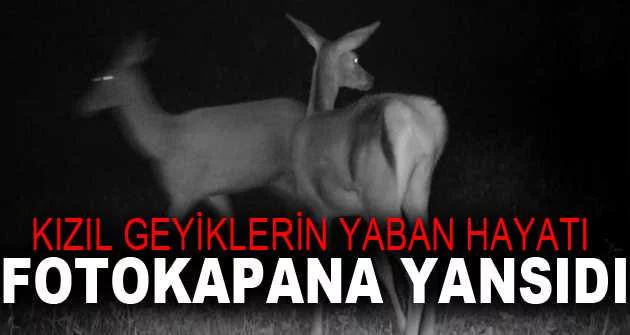 Bursa'da kızıl geyiklerin yaban hayatı fotokapana yansıdı
