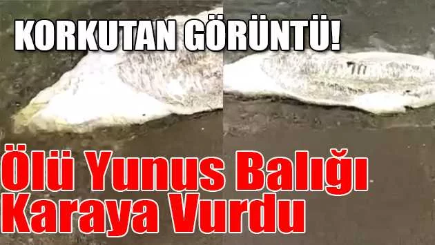 Bursa’da ölü yunus balığı karaya vurdu