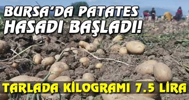 Bursa’da patates hasadı başladı... Tarlada kilogramı 7.5 lira