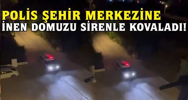 Bursa'da polis şehir merkezine inen domuzu sirenle kovaladı
