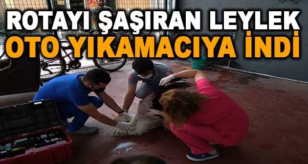 Bursa'da rotayı şaşıran leylek oto yıkamacıya indi