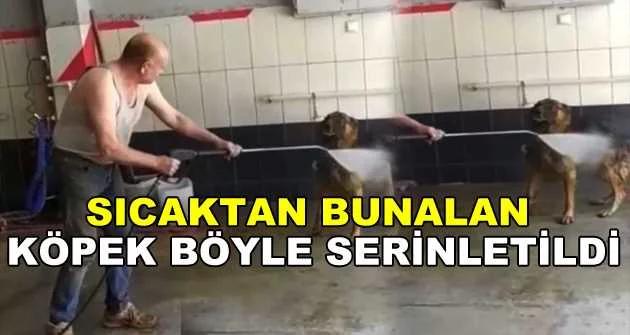Bursa'da sıcaktan bunalan köpek böyle serinletildi