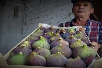 Bursa'da siyah incirin fiyatı üreticiyi tatmin etmiyor