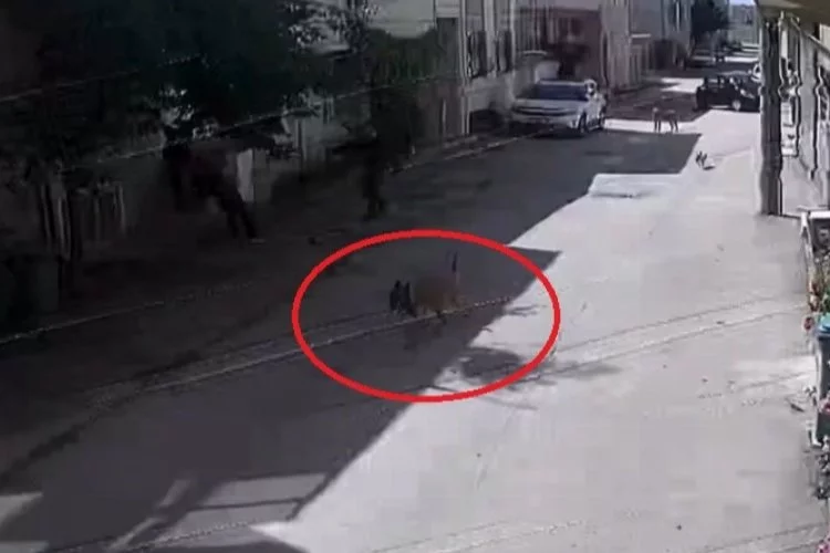 Bursa'da sokak köpekleri 3 çocuğa saldırdı, olay anı kameraya yansıdı
