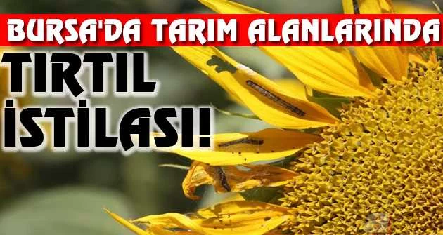 Bursa'da tarım alanlarında tırtıl istilası