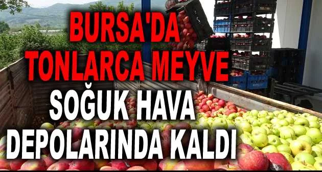 Bursa'da tonlarca meyve soğuk hava depolarında kaldı