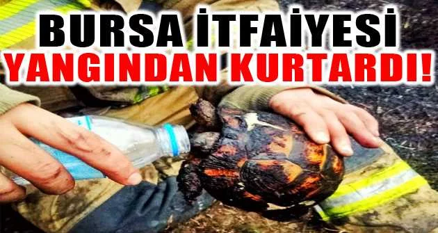 Bursa’da yangının ortasında kalan kaplumbağayı itfaiye ekipleri kurtardı, su ile susuzluğunu giderdiler