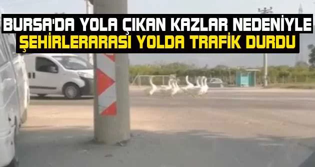 Bursa'da yola çıkan kazlar nedeniyle şehirlerarası yolda trafik durdu