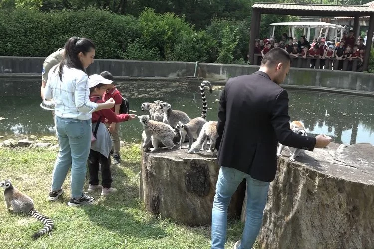 Bursa Hayvanat Bahçesi'nin minik ziyaretçileri lemurları elleriyle besledi