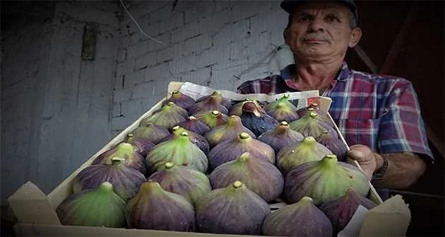 Bursa'nın siyah inciri Çin pazarına girmeye hazırlanıyor