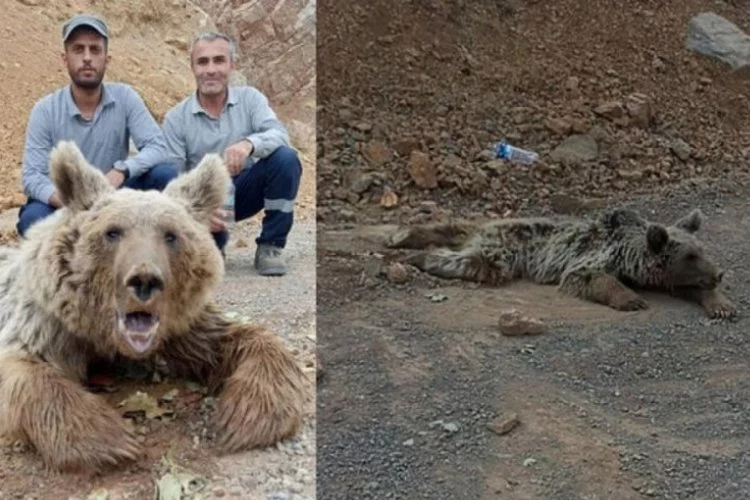 Hakkari'de dağdan kopan kaya parçalarının yaraladığı ayıyı elektrikçiler buldu