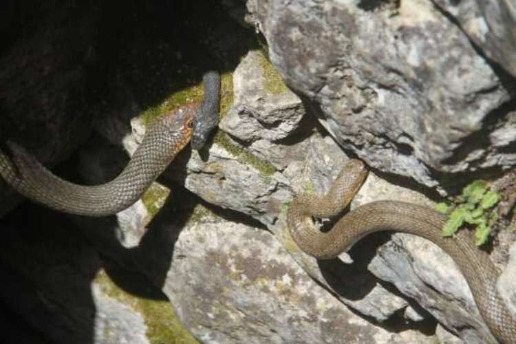 Havaların ısınmasıyla su kuyularında yılanlar ortaya çıkmaya başladı