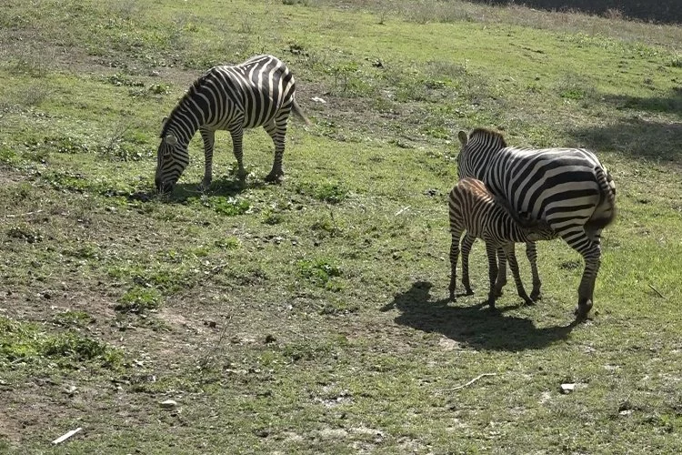 Hayvanat bahçesinin yavru zebra heyecanı