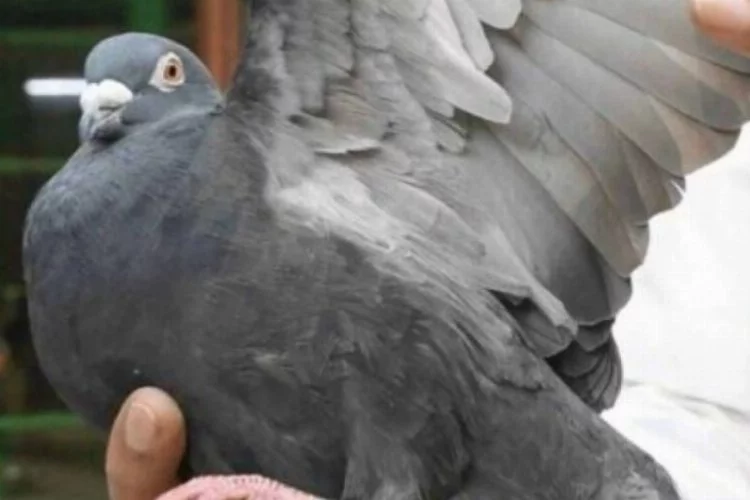 Hindistan'ın casusluk suçlamasıyla gözaltına aldığı güvercin serbest bırakıldı