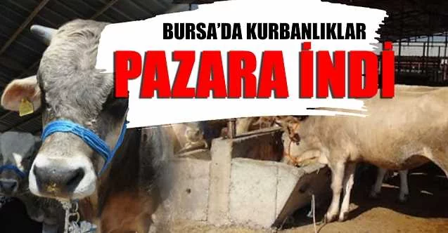 İnegöl hayvan pazarında kurbanlıklar satışa çıktı