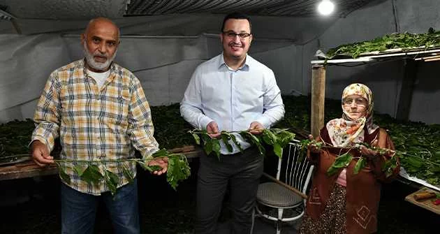 İpekböcekçiliği Mustafakemalpaşa Belediyesi  ile yeniden yükseliyor