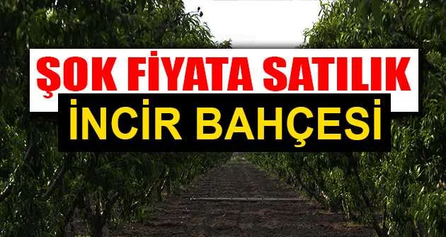 İzmir Beydağ'da 4.100 m² incir bahçesi icradan satılıktır