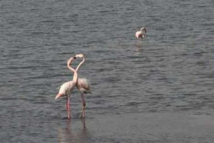 İzmit Körfezi'nde flamingoların görsel şöleni