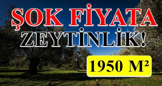 İznik Dereköy'de 1950 m² zeytinlik icradan satılıktır (çoklu satış)