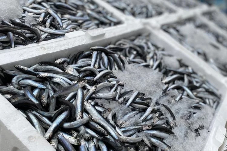 Kar yağışıyla birlikte balık fiyatlarının düşmesi bekleniyor