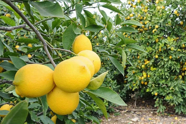 Mersin Erdemli'de 1.324 m² limon bahçesi icradan satılıktır