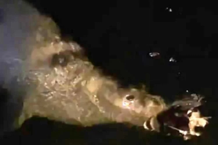 Mudanya'da denizde fok balığı görüldü!