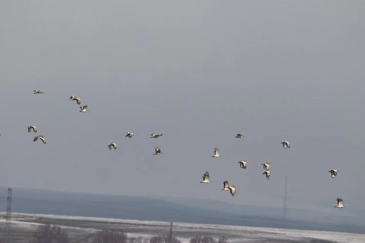 Muş'ta göç etmeyen 34 toy kuşu görüntülendi!