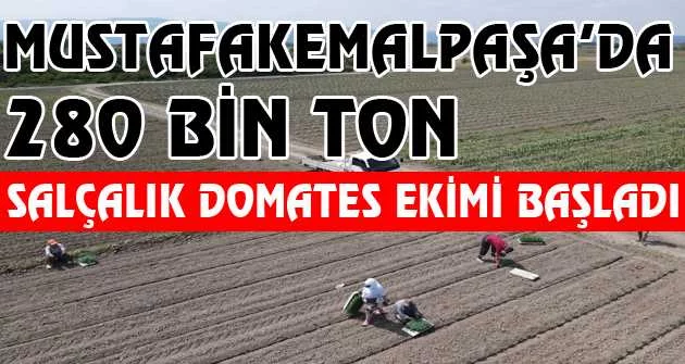 Mustafakemalpaşa’da 280 bin ton salçalık domates ekimi başladı