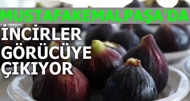 Mustafakemalpaşa'da incirler görücüye çıkıyor