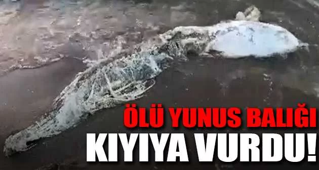 Ölü yunus balığı karaya vurdu