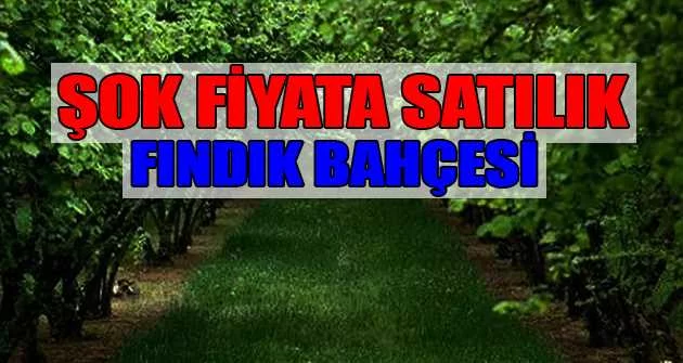 Ordu Aybastı'da fındık bahçesi hissesi icradan satılıktır (çoklu ilan)