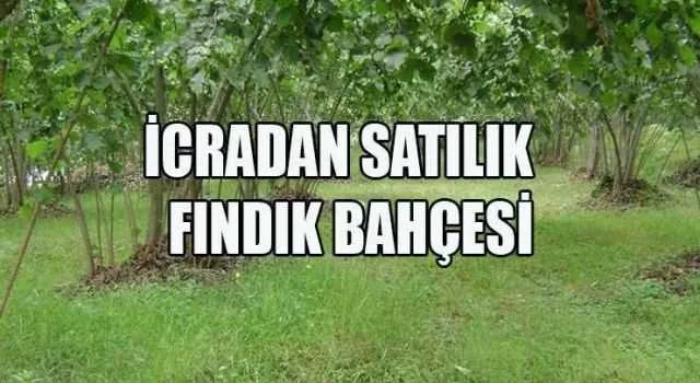 Ordu Gürgentepe'de 847 m² fındık bahçesi icradan satılıktır