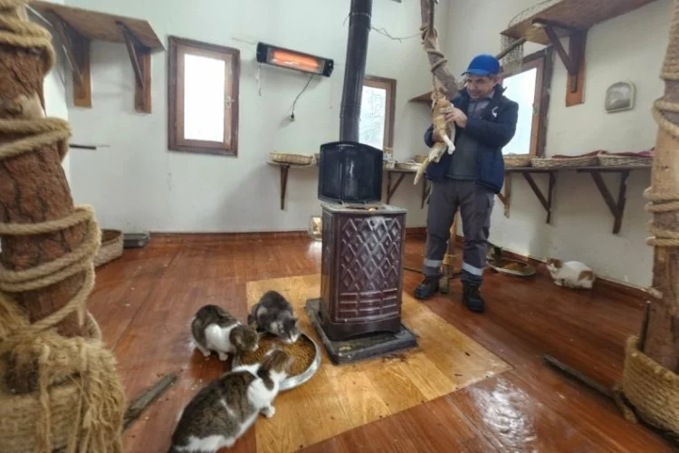 Osmangazi'de engelli kedilerin soba keyfi