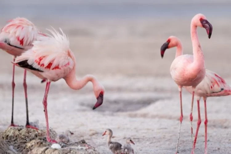 Renkli misafirler:  Flamingolar