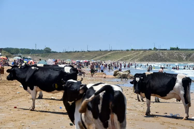 Sıcaktan bunalan inekler, plajda serinledi