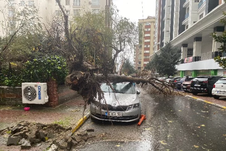 Şiddetli rüzgar nedeniyle ağaç, kadının üzerine devrildi