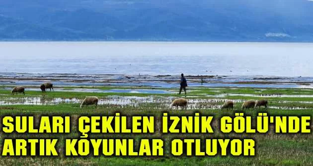 Suları çekilen İznik Gölü'nde artık koyunlar otluyor