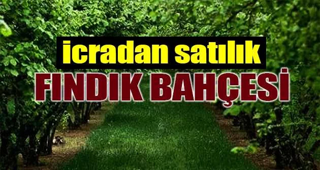 Trabzon Akçaabat ilçesinde 6480 m² fındık bahçesi icradan satılıktır