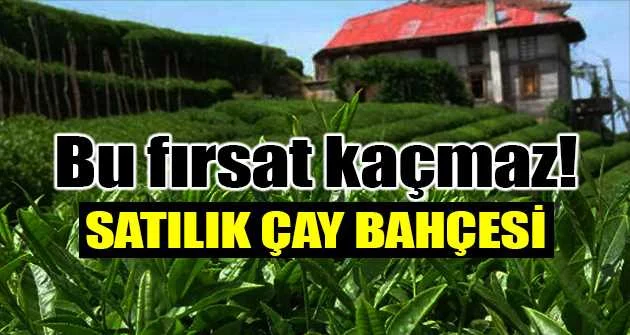 Trabzon Sürmene ilçesinde çay bahçesi icradan satılıktır