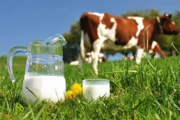 TÜİK açıkladı! Toplanan inek sütü miktarı arttı