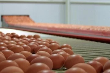 TÜİK duyurdu! Aralıkta yumurta üretimi miktarı arttı