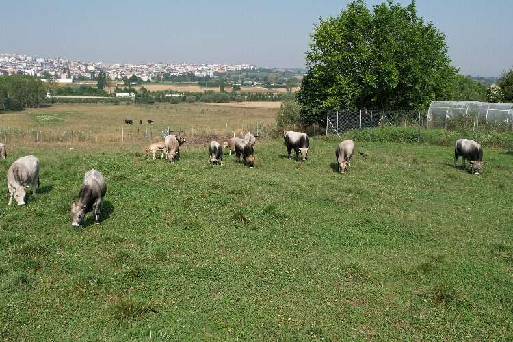 Türkiye'nin 'Boz sığır' ırkı koruma altına alındı