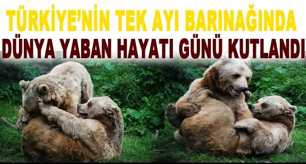 Türkiye’nin tek ayı barınağında Dünya Yaban Hayatı Günü kutlandı