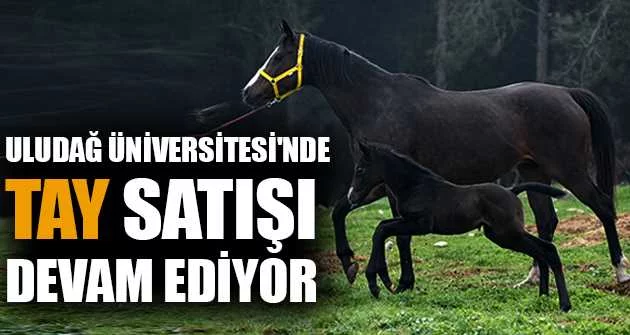 Uludağ Üniversitesi'nde tay satışı devam ediyor
