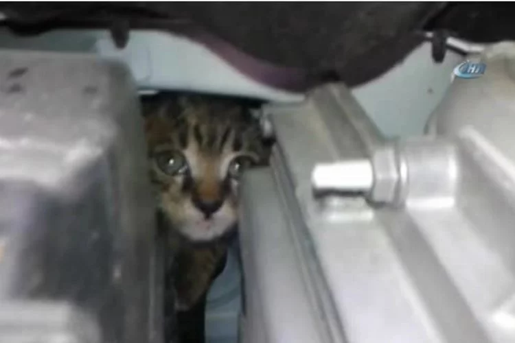 Yavru kedi araç motorundan zor çıkartıldı!