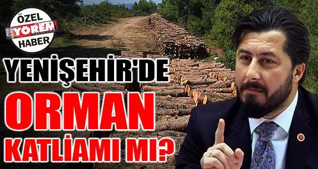 Yenişehir'de orman katliamı mı?