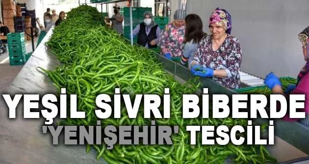 Yeşil sivri biberde 'Yenişehir' tescili